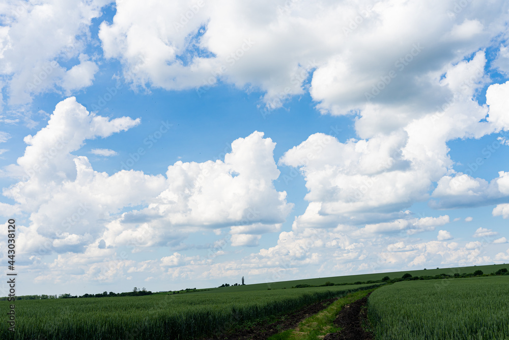 Road leading through a green wheat field on a background of blue sky Road leading through a green wheat field on a background of blue sky