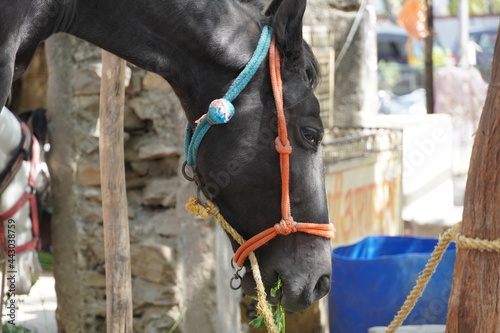 Close Up of a black horse is eating green fodder outside a building. Purebred horses eating fresh hay. Thoroughbred mares in the paddock eating grass during afternoon time. KYT