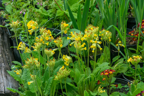 Yellow Primrose Primula  veris
