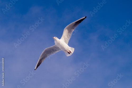 seagull in flight