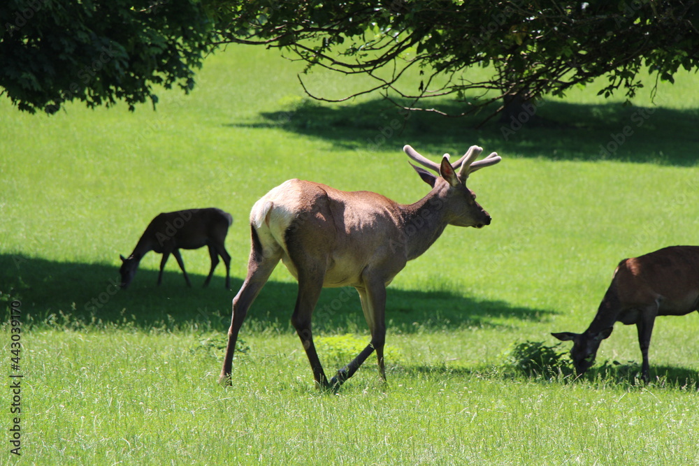 deer on a meadow deer on a meadow