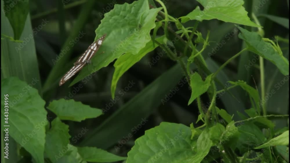 clip of butterfly on a green leaf in nature clip of butterfly on a green leaf in nature