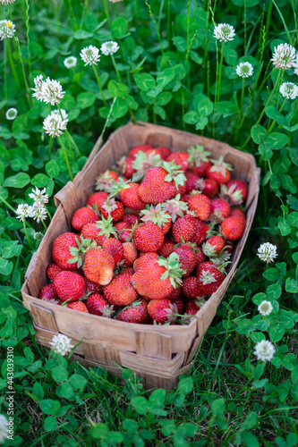 Strawberries in baskets on the grass