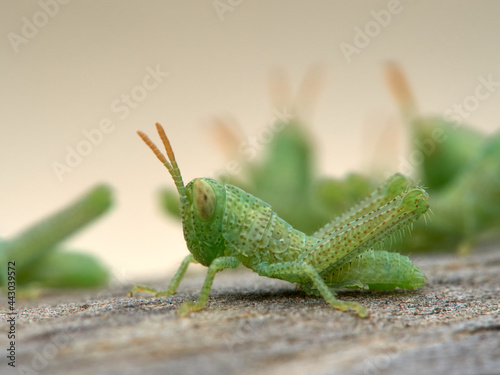 Anacridium aegyptium Egyptian Locust photo