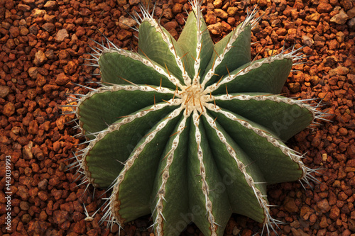 Green nature of melocactus matanzanus cactus plant in the garden - park and outdoor   photo