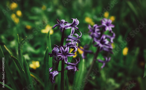 Nature background. Purple hyacinth on a background of green grass. Lilac-blue hyacinth flower. Spring flora blooming hyacinth. The flower variety is Splendid Cornelia. Hyacinth variety Miss Saigon. photo