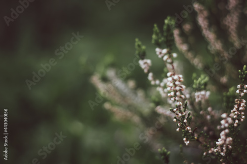 Blooming heather Calluna vulgaris on a green background. Nature background. Blurry abstract defocuse heather on a nature background copy text space.