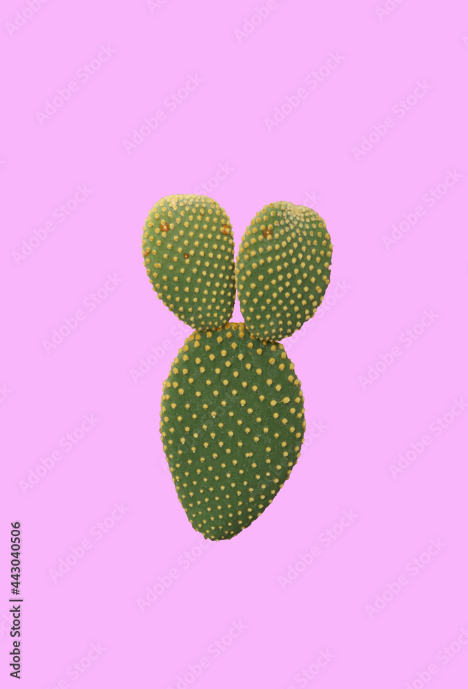 Green Bunny Ear Cactus or cactus Houseplant on pink pastel background - Desert Plant and beautiful detail Green Bunny Ear Cactus or cactus Houseplant on pink pastel background - Desert Plant and beautiful detail