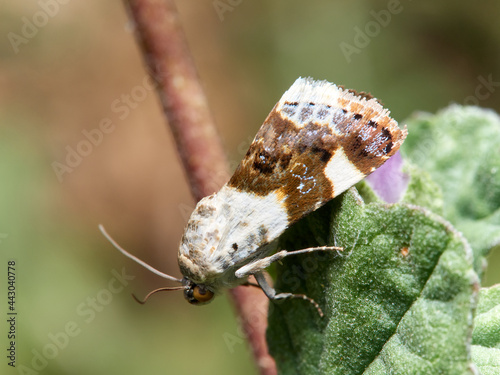 Pale Shoulder, Acontia lucida photo