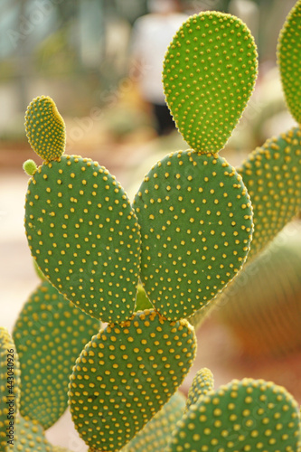 Green Bunny Ear Cactus or cactus Houseplant in teh park garden - Tropical Plant backdrop and beautiful detail 