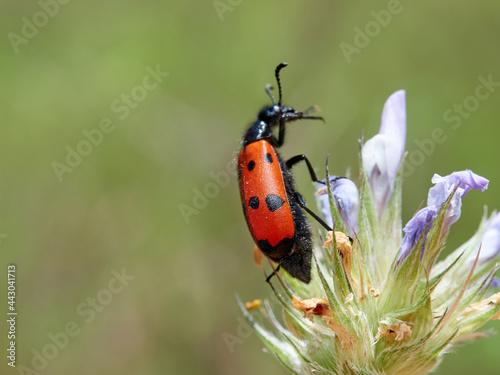 Blister beetle, Mylabris quadripunctata