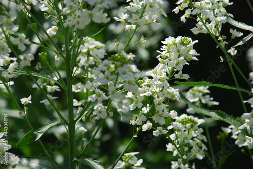 Small white horseradish flowers. On thin green stems, many white-yellow open flowers of Horseradish, lat. Armoracia rusticana. Flowers and leaves in the rays of the summer sun.