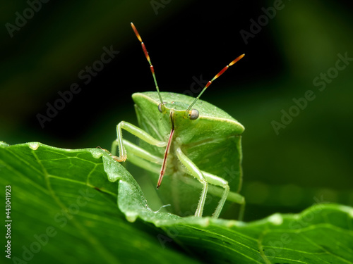 Green shield bugs, Nezara viridula