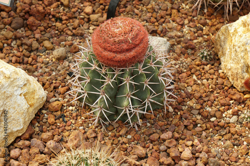 Turk's Cap Cactus or Melocactus matanzanus  is a genus of cactus and a small, slow grower that's topped by coppery-colored spines and pink flowers with blurred background. photo