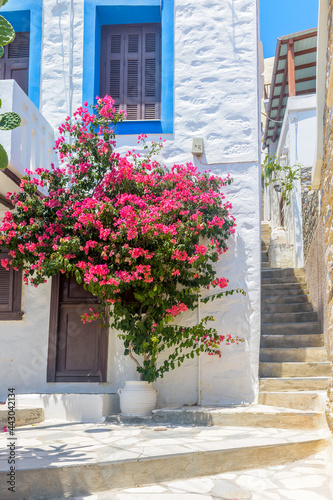 Traditional cycladitic alley with narrow street, whitewashed houses and a blooming bougainvillea, in ano Syros Greece