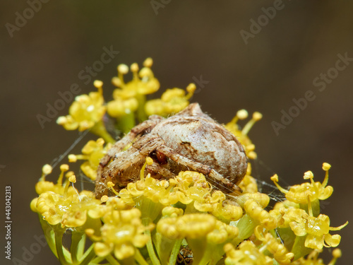 Angular Orbweb Spiders, Araneus angulatus photo