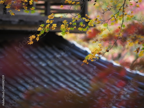 紅葉とお寺の境内