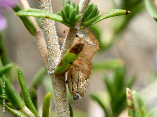 Jumping spider, Thyene imperialis photo