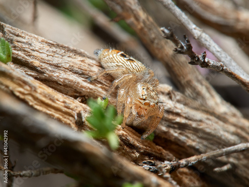 Jumping spider, Thyene imperialis