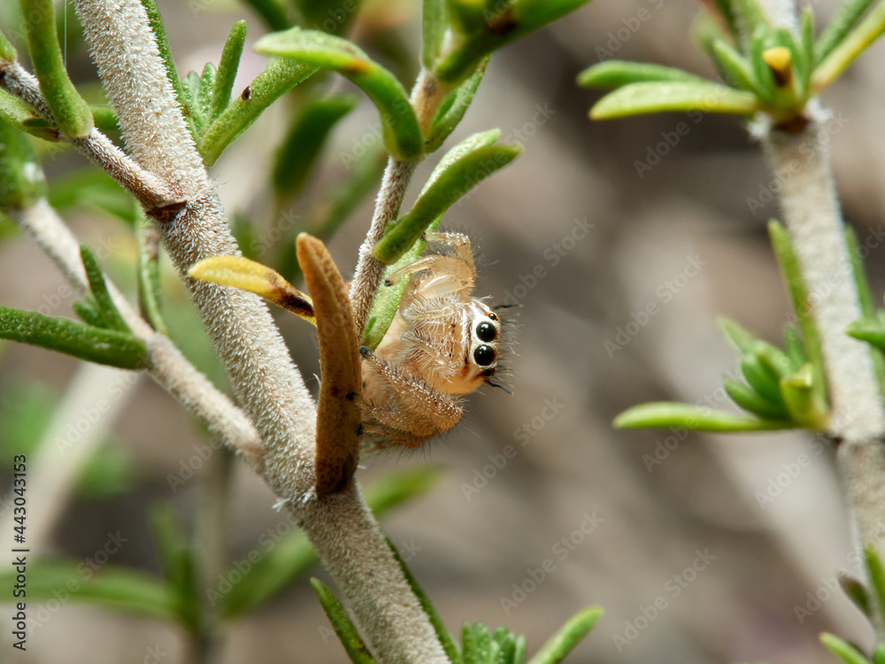 Jumping spider, Thyene imperialis Jumping spider, Thyene imperialis