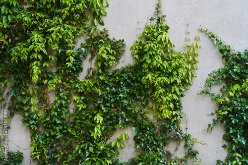 The Green Creeper Plant on a wall. Background. High-quality photo