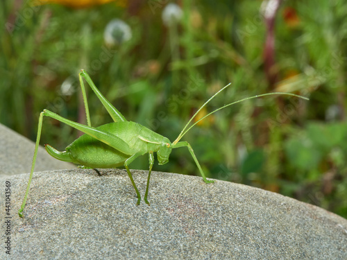 Grasshopper with long legs. Genus odontura.