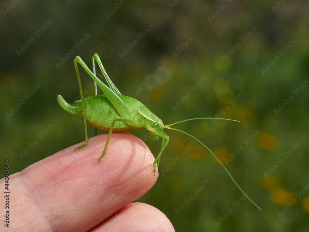 Grasshopper with long legs. Genus odontura. Grasshopper with long legs. Genus odontura.