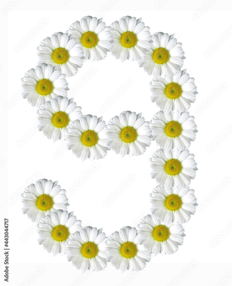 Fototapeta premium figure nine of flowers daisies on a white background