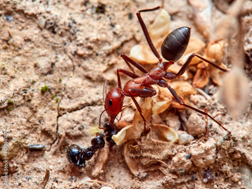 Sahara Ants, Genus Cataglyphis. © Macronatura.es