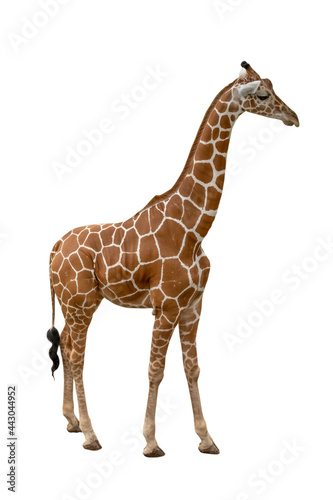 Fototapeta Naklejka Na Ścianę i Meble -  The giraffe looked at what was ahead with suspicion. Giraffe's habitat is usually found in African savannas, grasslands or open woodlands