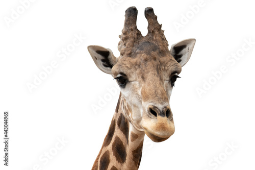 Close up face of young reticulated geraffe.