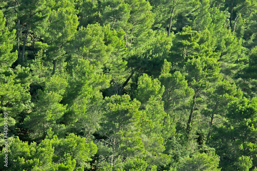 forêt près de Séguret
