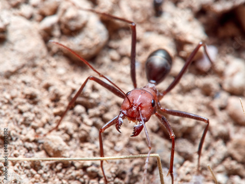 Sahara Ants, Genus Cataglyphis. © Macronatura.es