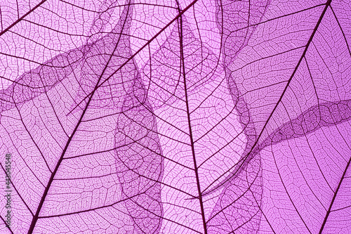 Beautiful Leaf veins texture, Abstract autumn background of Skeleton leaves Bright purple © Taras