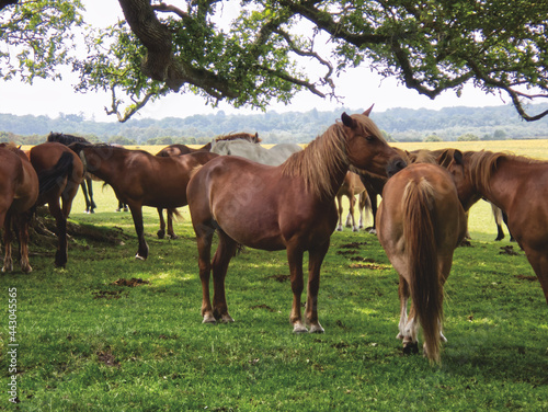 Wild horses in the New Forest