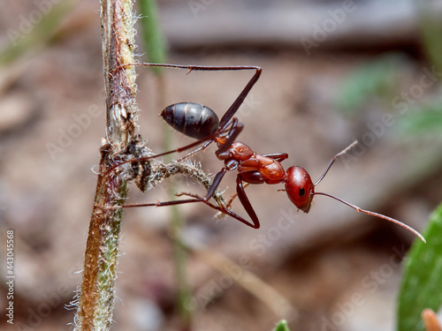 Sahara Ants, Genus Cataglyphis.