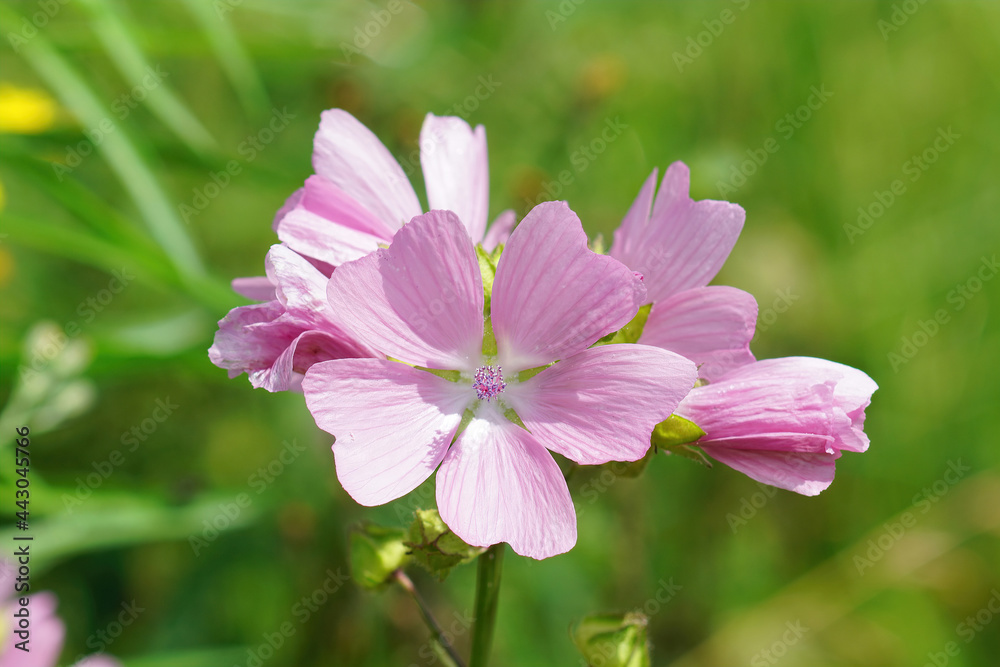 Closeup on the pink flower of a  musk mallow wildflower, Malva moschata 