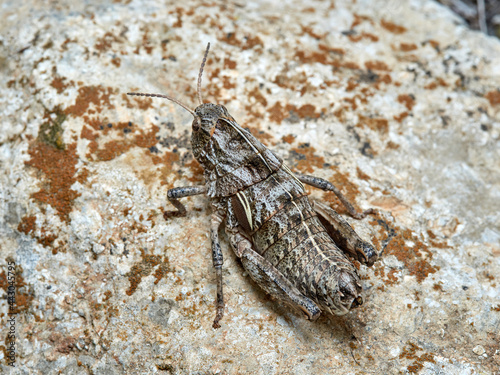 Earthling Stone Grasshopper. Euryparyphes terrulentus