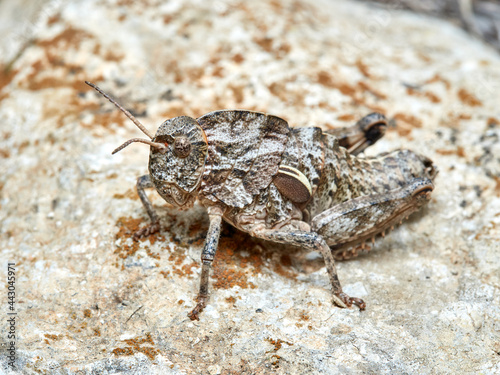 Earthling Stone Grasshopper. Euryparyphes terrulentus