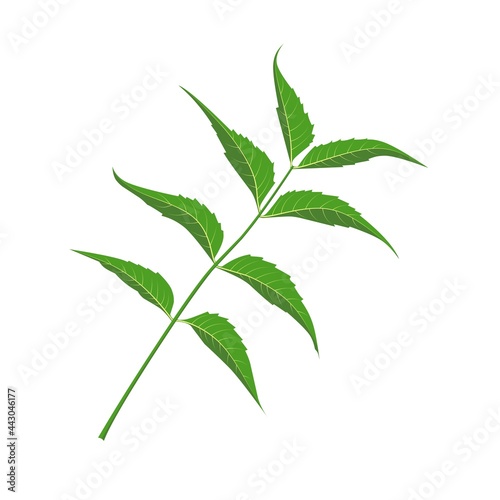 Vector illustration, neem leaf (Azadirachta indica A. Juss), a medicinal plant in ayurvedic medicine.