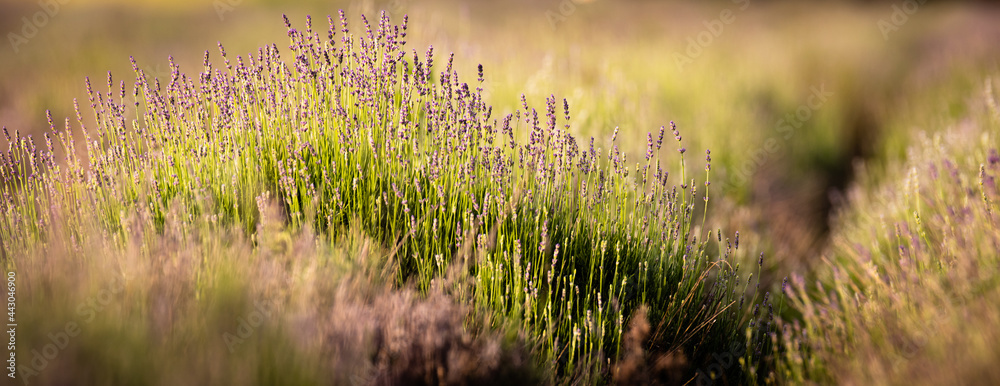 Lavender flowers blooming field at sunset. Lavender flowers blooming field at sunset.