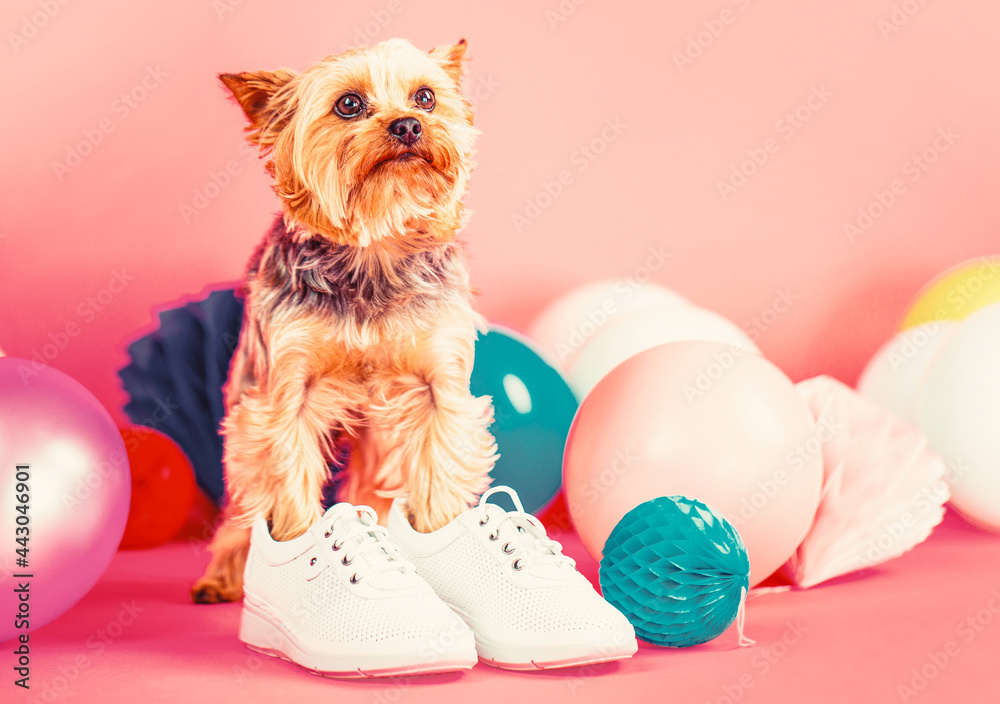 Yorkshire terrier shoes discount