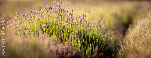 Lavender flowers blooming field at sunset. © Blaž