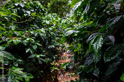 Coffee plantation  raw green coffee beans and leaves  in Boquete  Panama. Central America. 