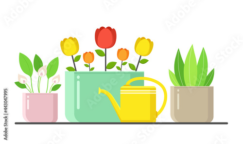 Plants in pots with watering can, urban home green decor with flowers and leaves. Indoor flowers on white background.