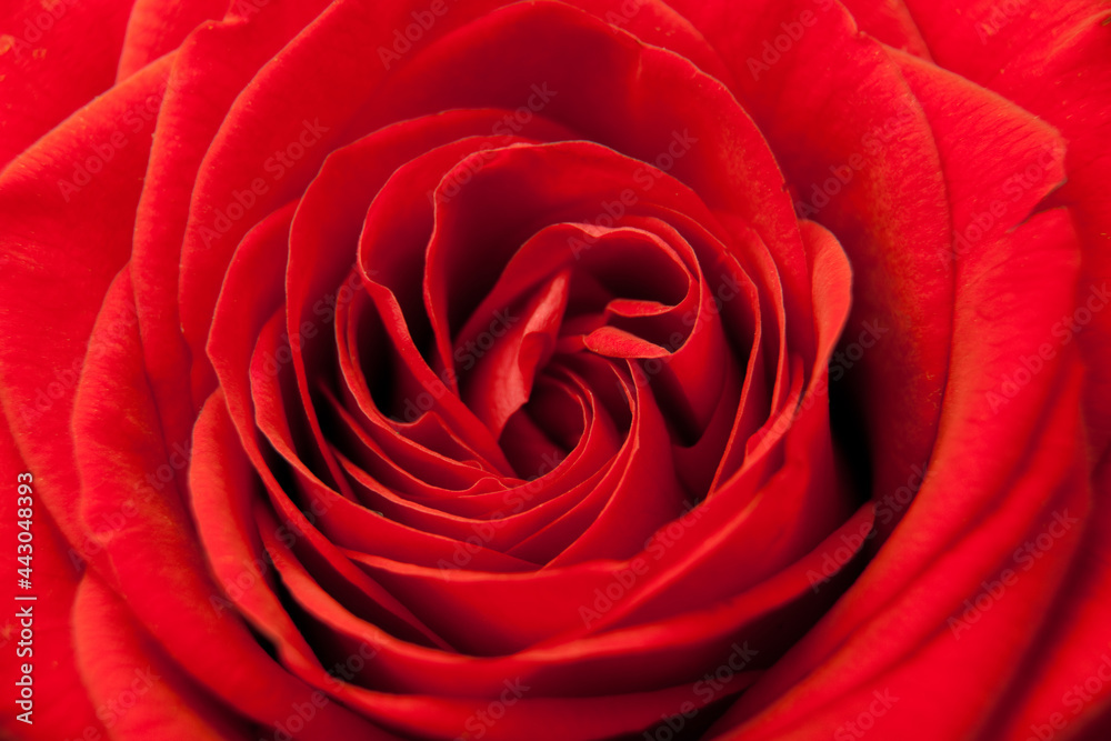 red rose close up red rose close up