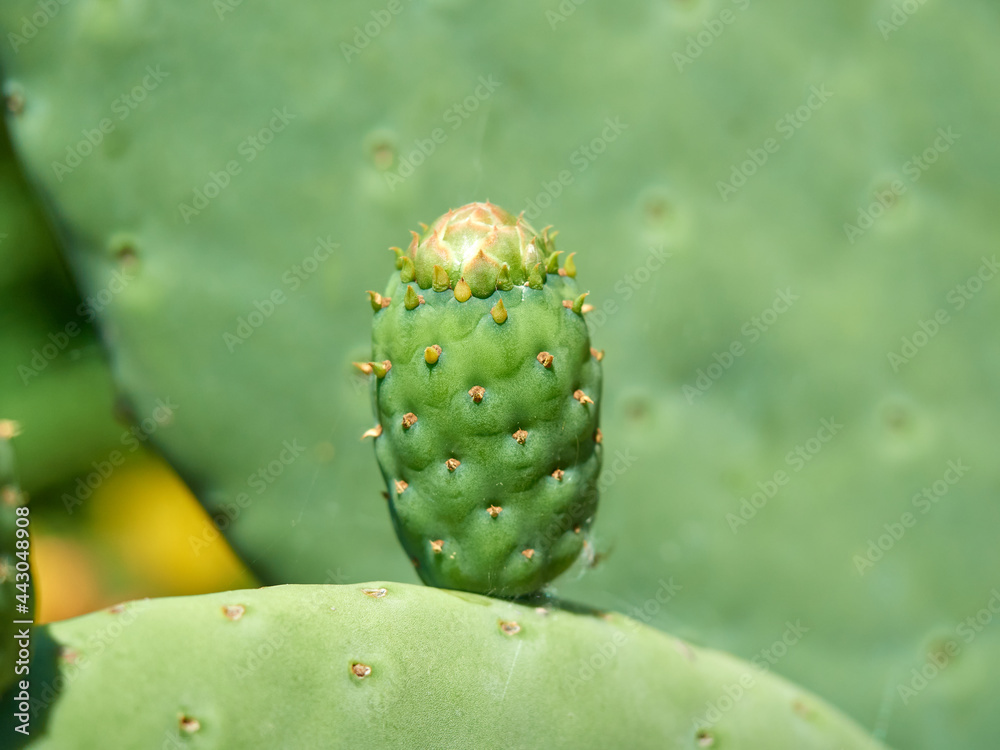 Opuntia ficus-indica. Prickly Pear, Indian Fig Cactus. Opuntia ficus-indica. Prickly Pear, Indian Fig Cactus.