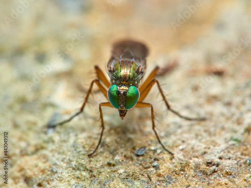  The long-legged flies, Dolichopodidae.