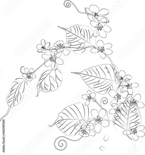 Contour drawing of blooming twig of cherry tree