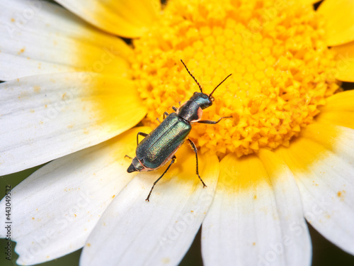 The Soldier Beetles. Clanoptilus abdominalis © Macronatura.es